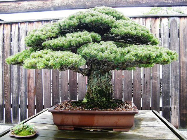 nghệ thuật bonsai Nhật Bản
