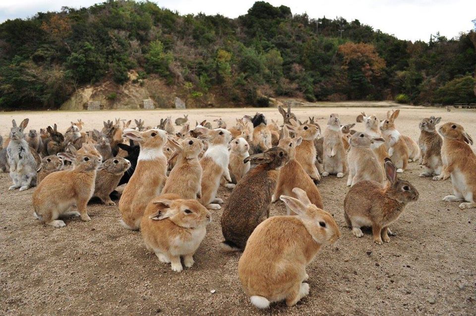 Đảo thỏ OKUNOSHIMA